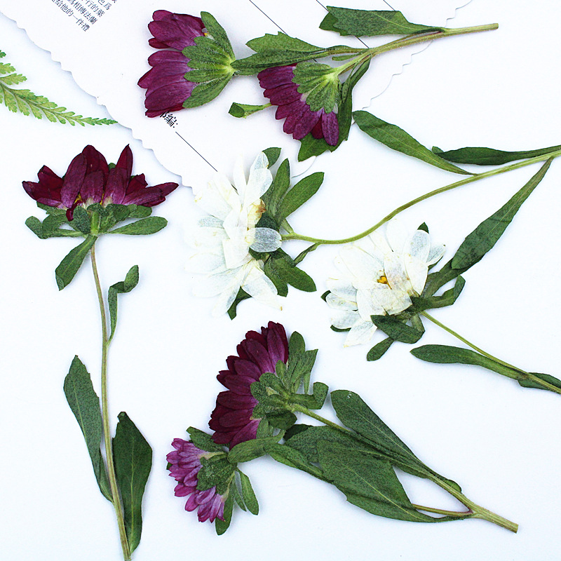 24pcs,Mini Chrysanthemum Press - Dried Flower Pressed 评论和价格